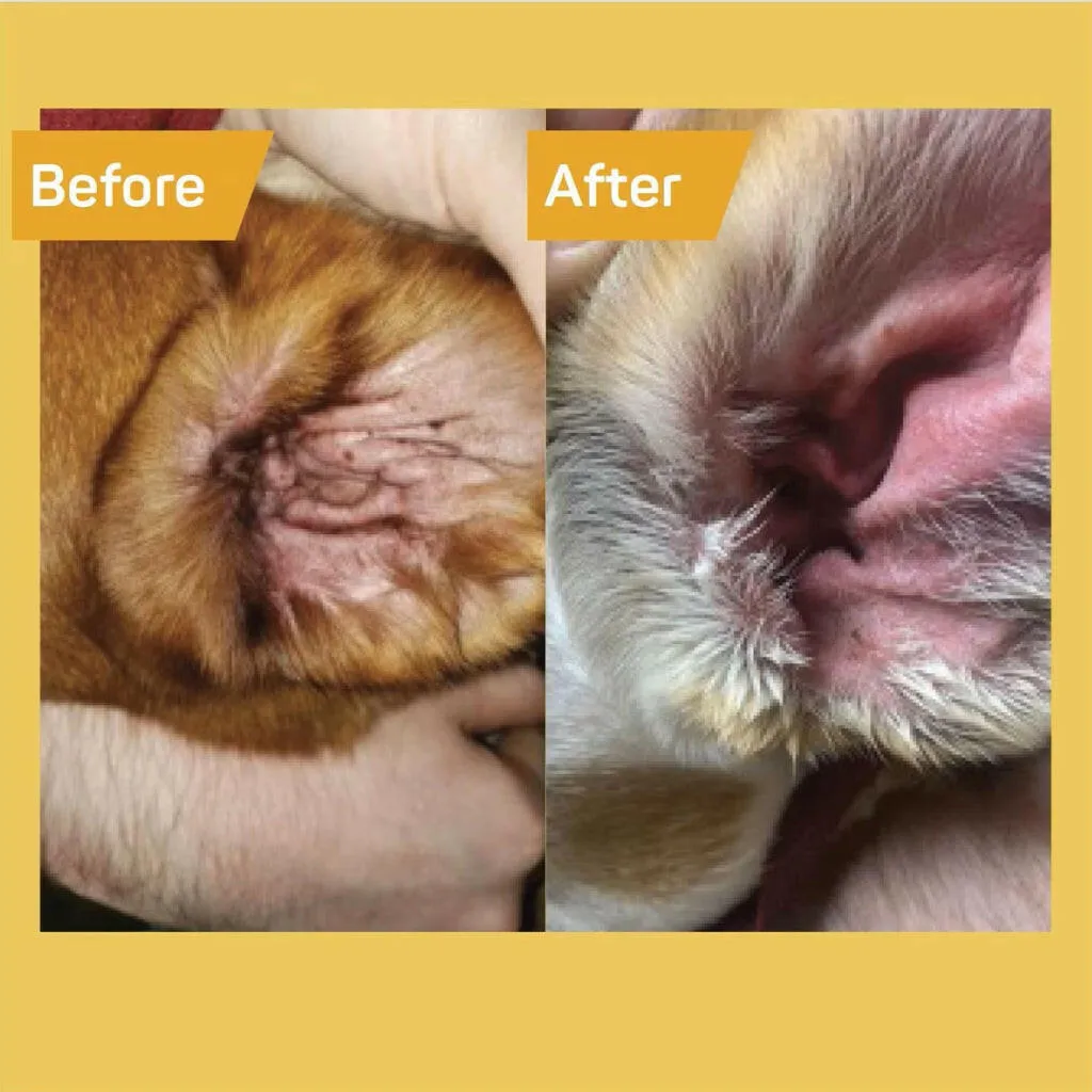 Absorbine Silver Honey Rapid Ear Care Vet Strength Pet Wipes