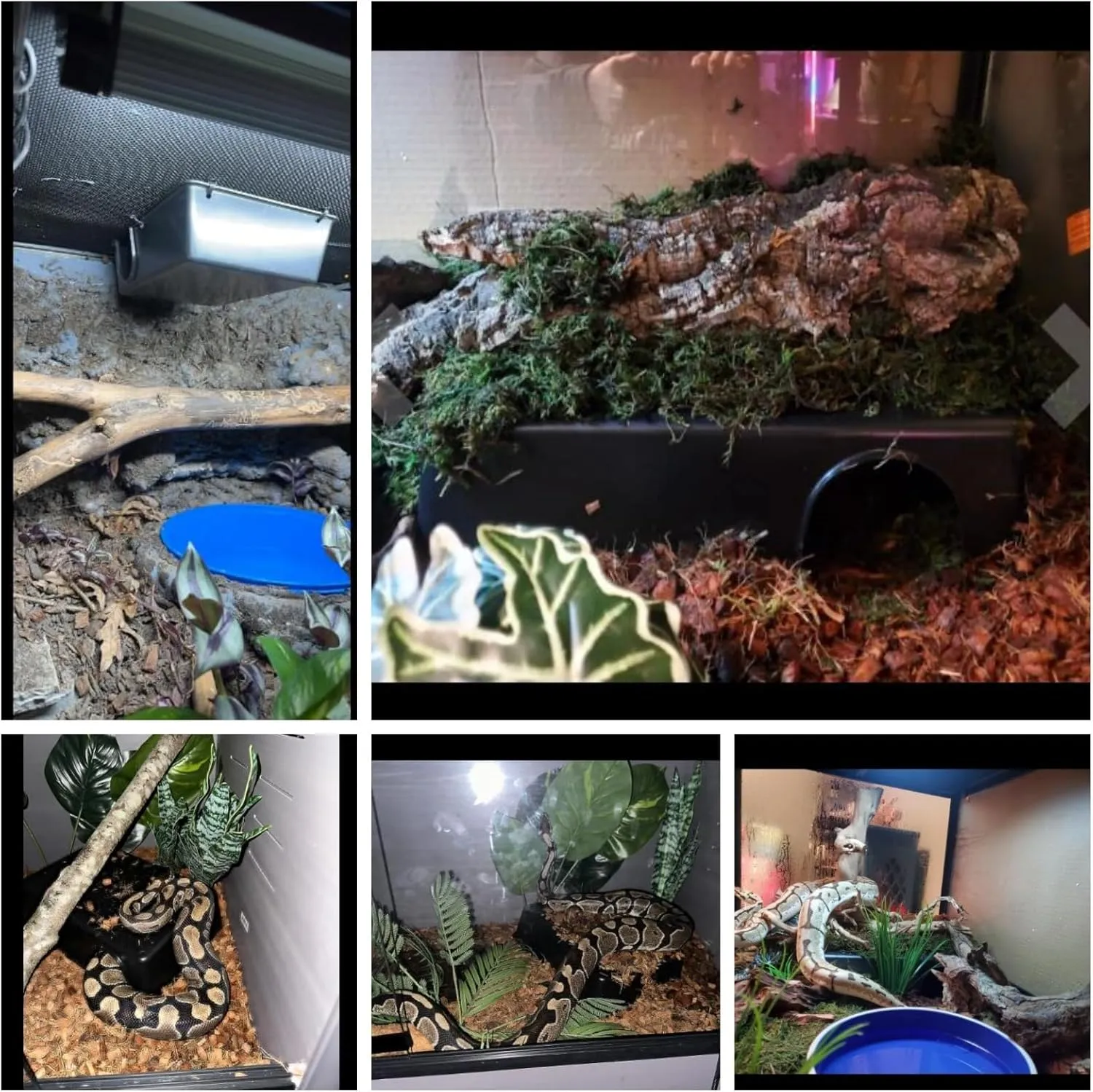 Amypet Different Size Reptile Use Hide Cave for Snakes,Reptiles, Ball Pythons Durable Material Easy to Clean 10.2 x7.48 x 2.75inch (L)
