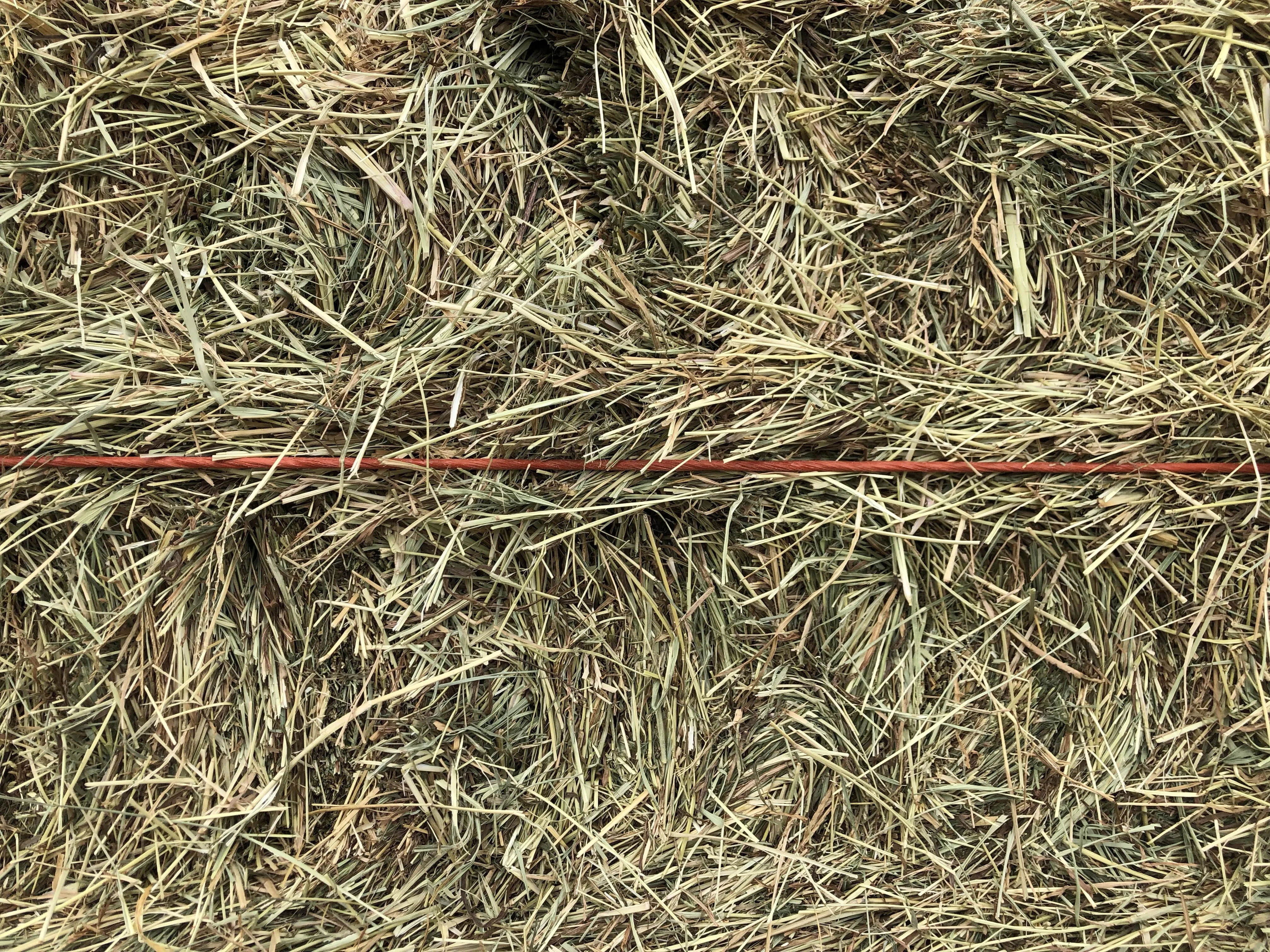 Bermuda Midsize (Store Pickup Only)