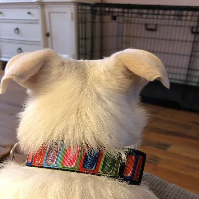Elephants cat or small dog collar 1/2" wide adjustable handmade bell or leash Petcollarshandmade