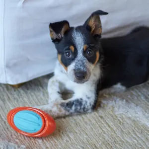 Extreme Play Dog Tough Footy Ball - Medium