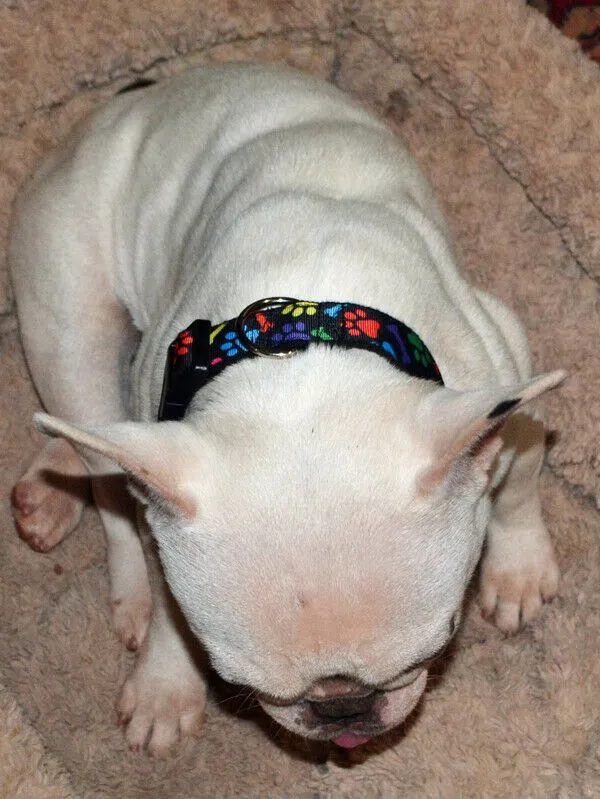 Flintstones dog collar handmade adjustable buckle collar 1" wide or leash fabric Petcollarshandmade