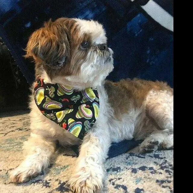 Fruit Loops dog collar handmade adjustable buckle collar 1" wide or leash cereal Petcollarshandmade