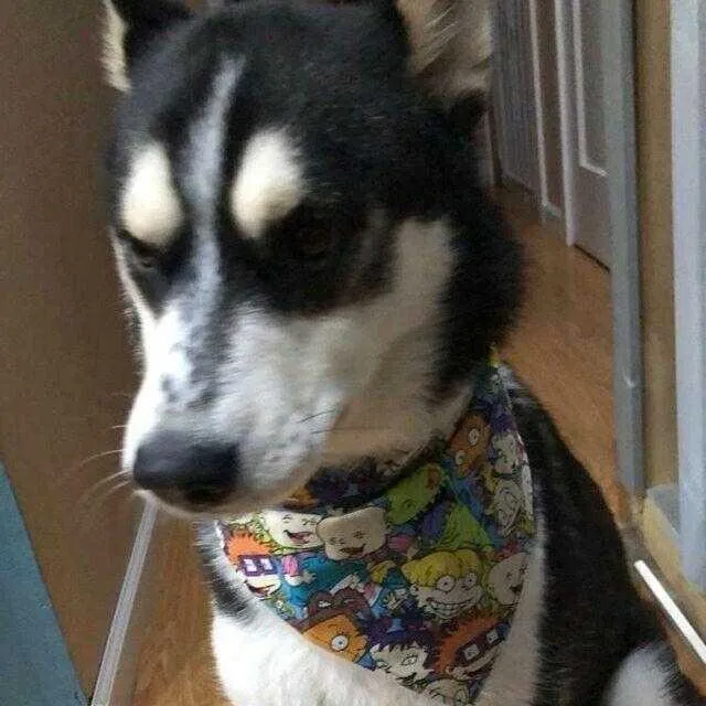 Fruit Loops dog collar handmade adjustable buckle collar 1" wide or leash cereal Petcollarshandmade