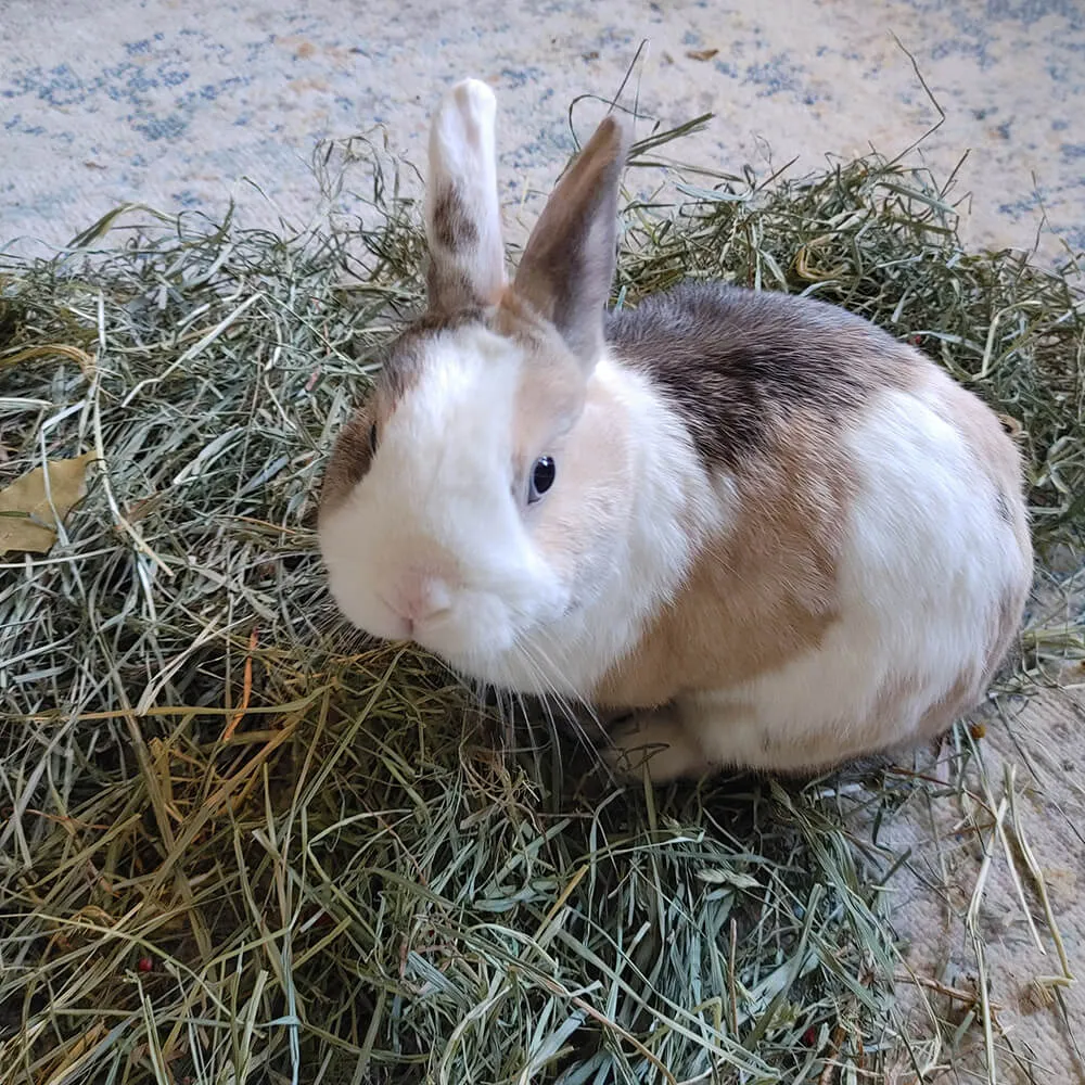 Grandpa's Best Small Pet Salad, 3 lbs