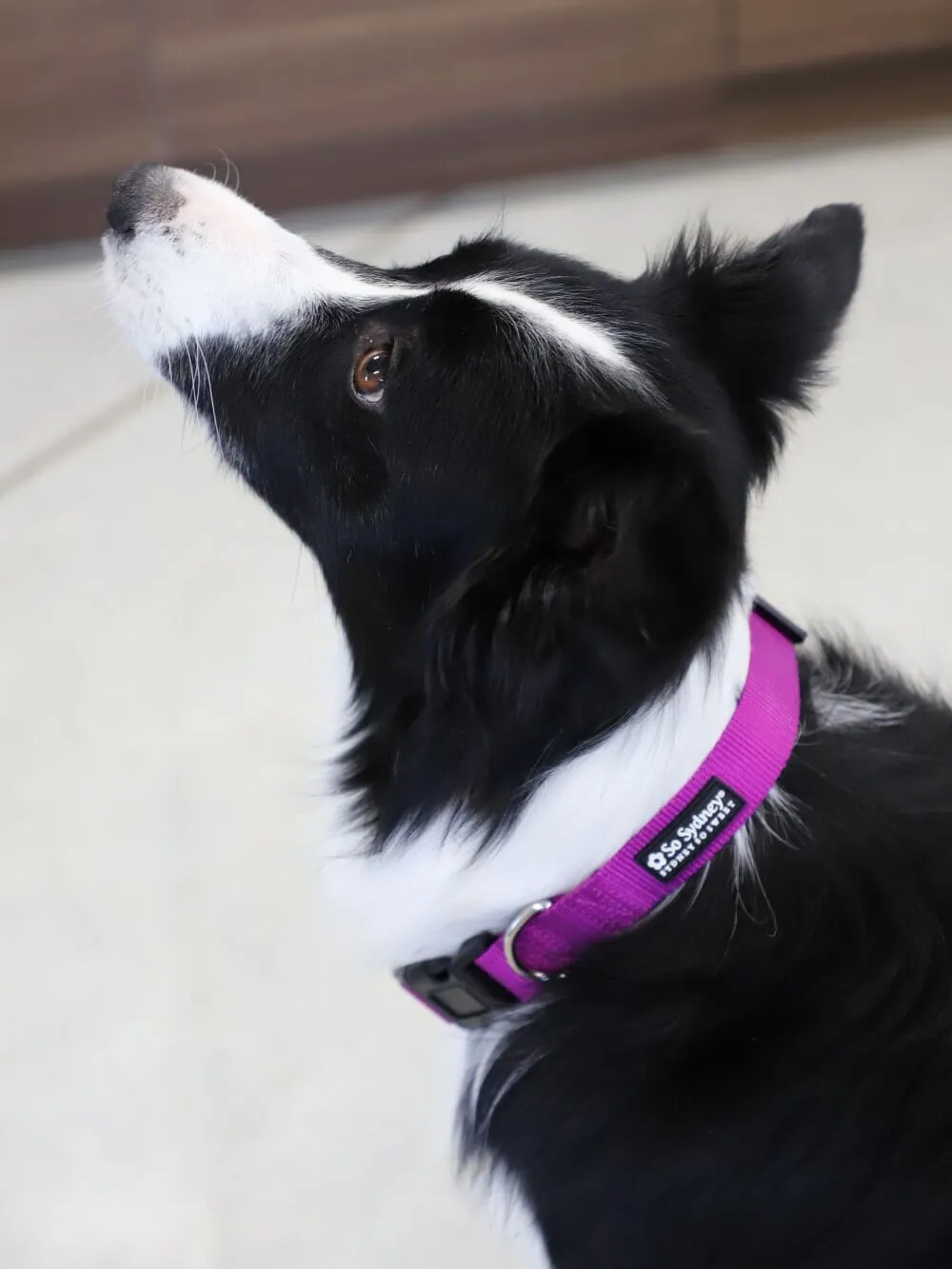 Grape Purple Adjustable Fashion Nylon Dog Collar