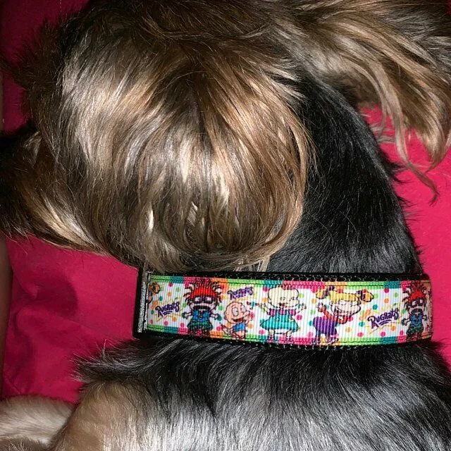 Halloween Peanuts dog collar, handmade adjustable buckle collar 1"wide or leash Petcollarshandmade
