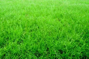 Permanent Pasture Mixture
