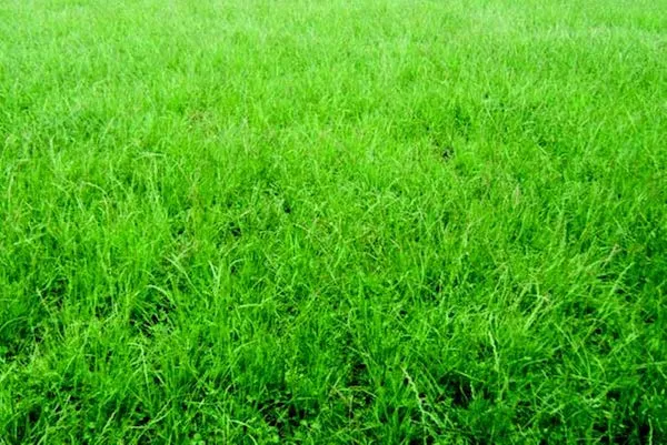 Permanent Pasture Mixture