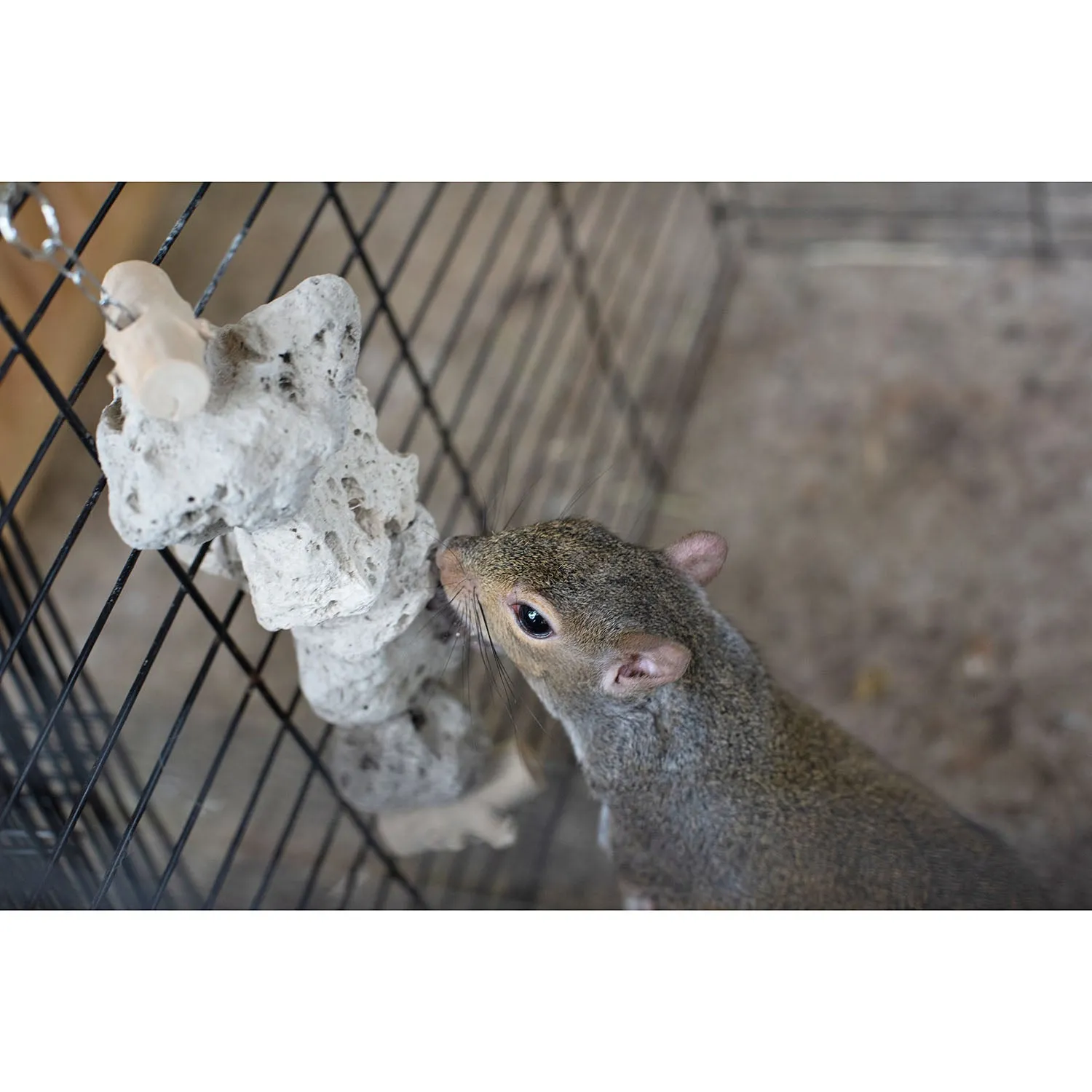 Pumice Chew Dangle