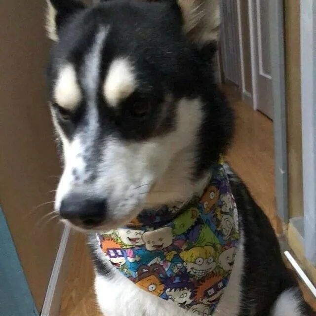 Sesame Street dog collar handmade adjustable buckle 1" or 5/8" wide or leash Petcollarshandmade