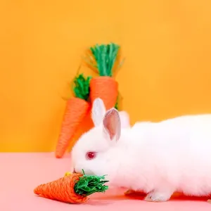 Small Pet Chew Toy Fun for Hamsters Guinea Pigs  More