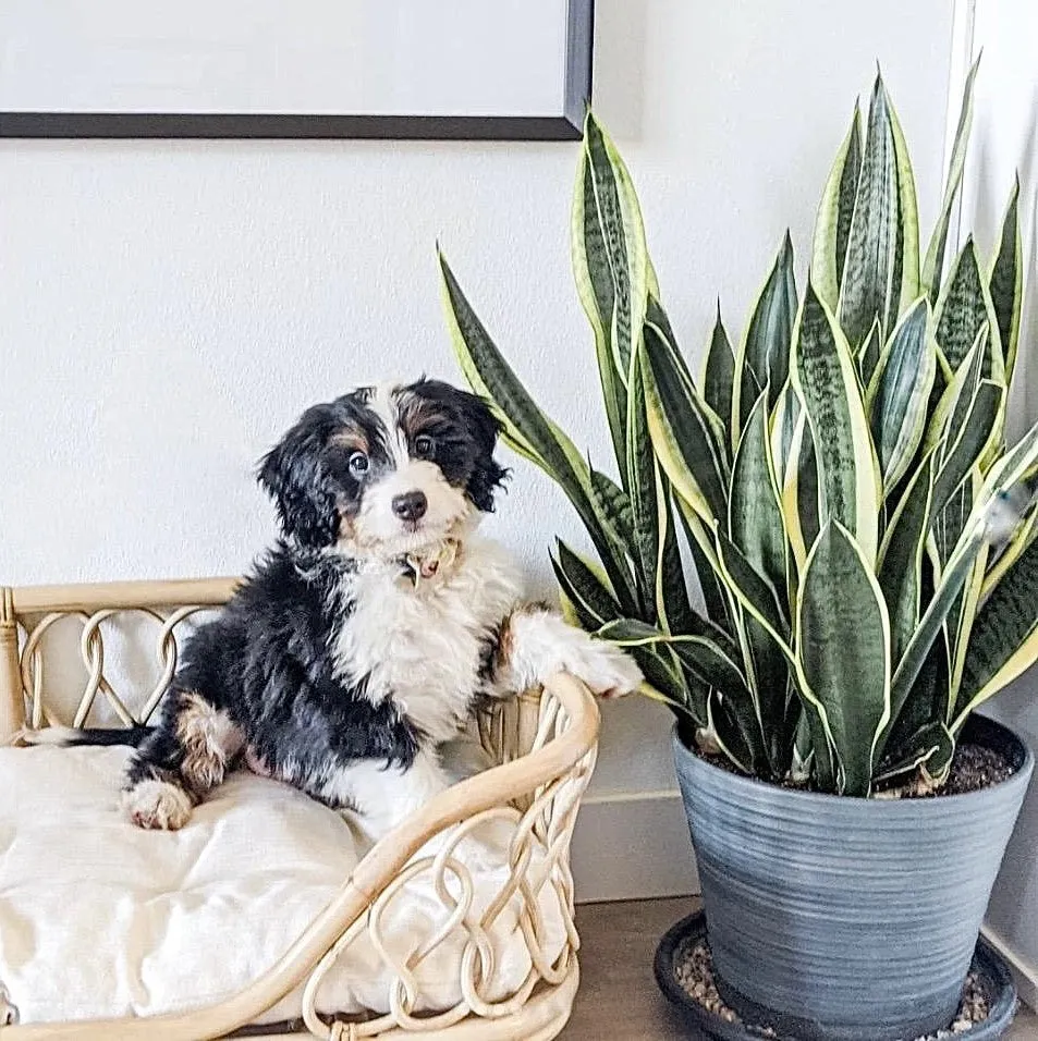 SP - Rattan Pet Bed - 'Eleanor'